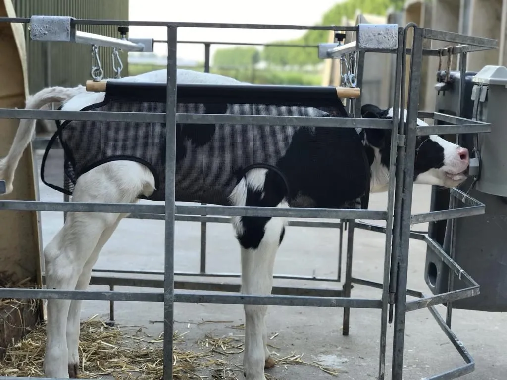 Calf Lifter - Hammock